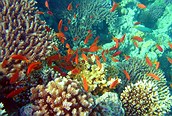Buceo en el Mar Rojo, Hurghada 