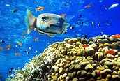 Buceo en el Mar Rojo, Sharm el Sheikh