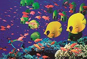 Buceo en el Mar Rojo