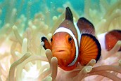 Buceo en Seychelles 