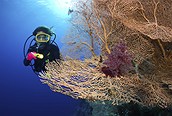 Buceo entre corales