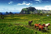 Caballos islandeses