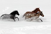 Caballos Salvajes, Estación de esquí  Steamboat