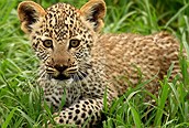 Cachorro de Leopardo en Serengeti