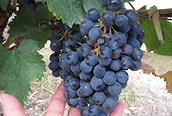 Cahors, tierra de vinos