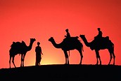Camellos al atardecer