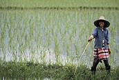 Campos de arroz 