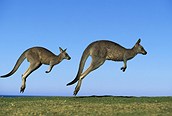 Canguros australianos