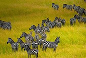 Cebras en Kenya