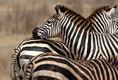 Cebras en Tarangire