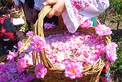Cesta rosas, Festival de la Rosa