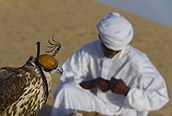 Cetrer�a con halcones en Emiratos �rabes