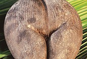 Coco de mer