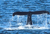 Cola de ballena en Lofoten