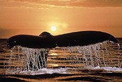 Cola de Ballena