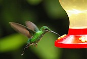 Colibri