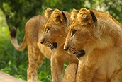 Dos leones