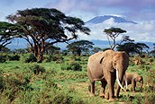 Elefantes en Amboseli con el Mt. Kilimanjaro al fondo