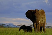 Elefantes en Serengeti