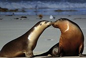 Focas en Patagonia