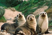 Focas en la playa