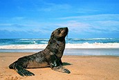 Focas en Walvis Bay 