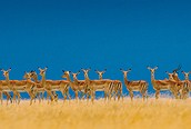 Impalas en el Serengeti