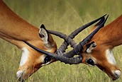 Impalas