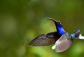 Increíble fauna en Monteverde