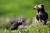 Islas Faroe 