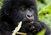Joven gorila comiendo