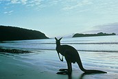 Kanguroo Island 