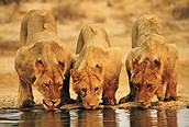 Leonas bebiendo
