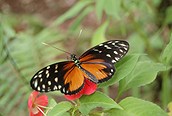 Mariposa