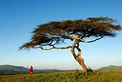 Masai junto al arbol