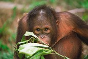 Orangután en Borneo