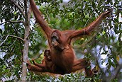 Orangutanes en Bukit Lawang 