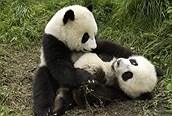 Osos Panda