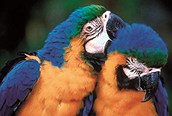 Pareja de loros
