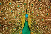 Pavo Real