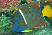 Pez Ángel, pez tropical de las Islas Galápagos
