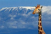 El P.N. Amboseli hace frontera con Tanzania donde se encuentra el legendario Monte Kilimanjaro