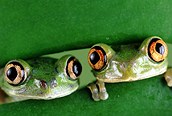Ranas