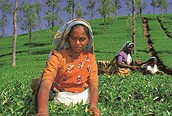 Recolectando té 