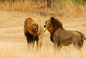 Rivalidad entre leones