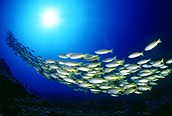Scuba Diving en las islas Andaman 