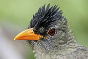 Seychelles es famosa por sus pájaros endémicos 