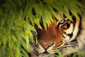 Tigre de Bengala