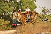 Tigre en la jungla