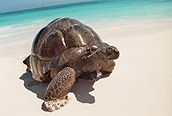 Tortuga Esmeralda en Bird Island